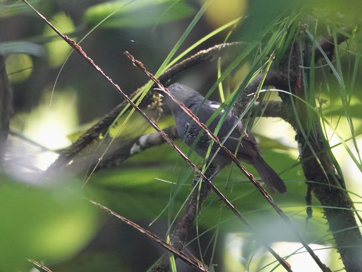 Willis's Antbird - ML643976681