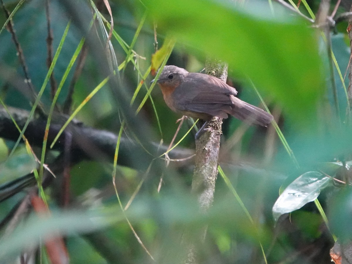 Willis's Antbird - ML643976683