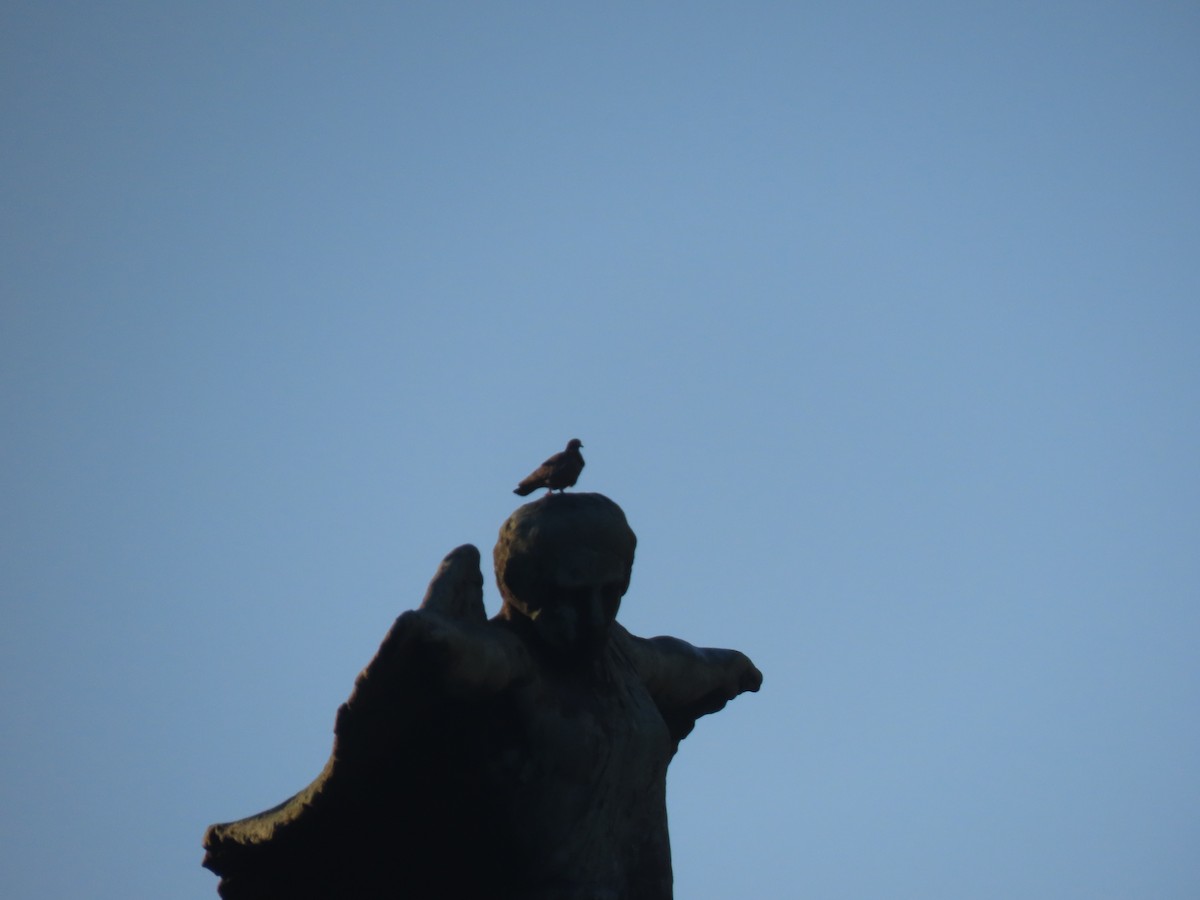 Rock Pigeon (Feral Pigeon) - ML643976735