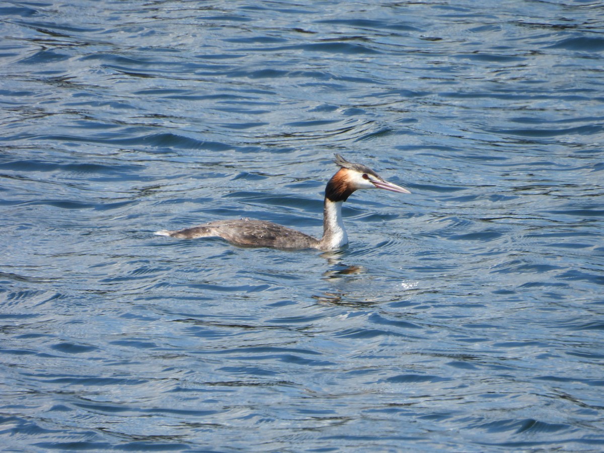 Great Crested Grebe - ML643976767