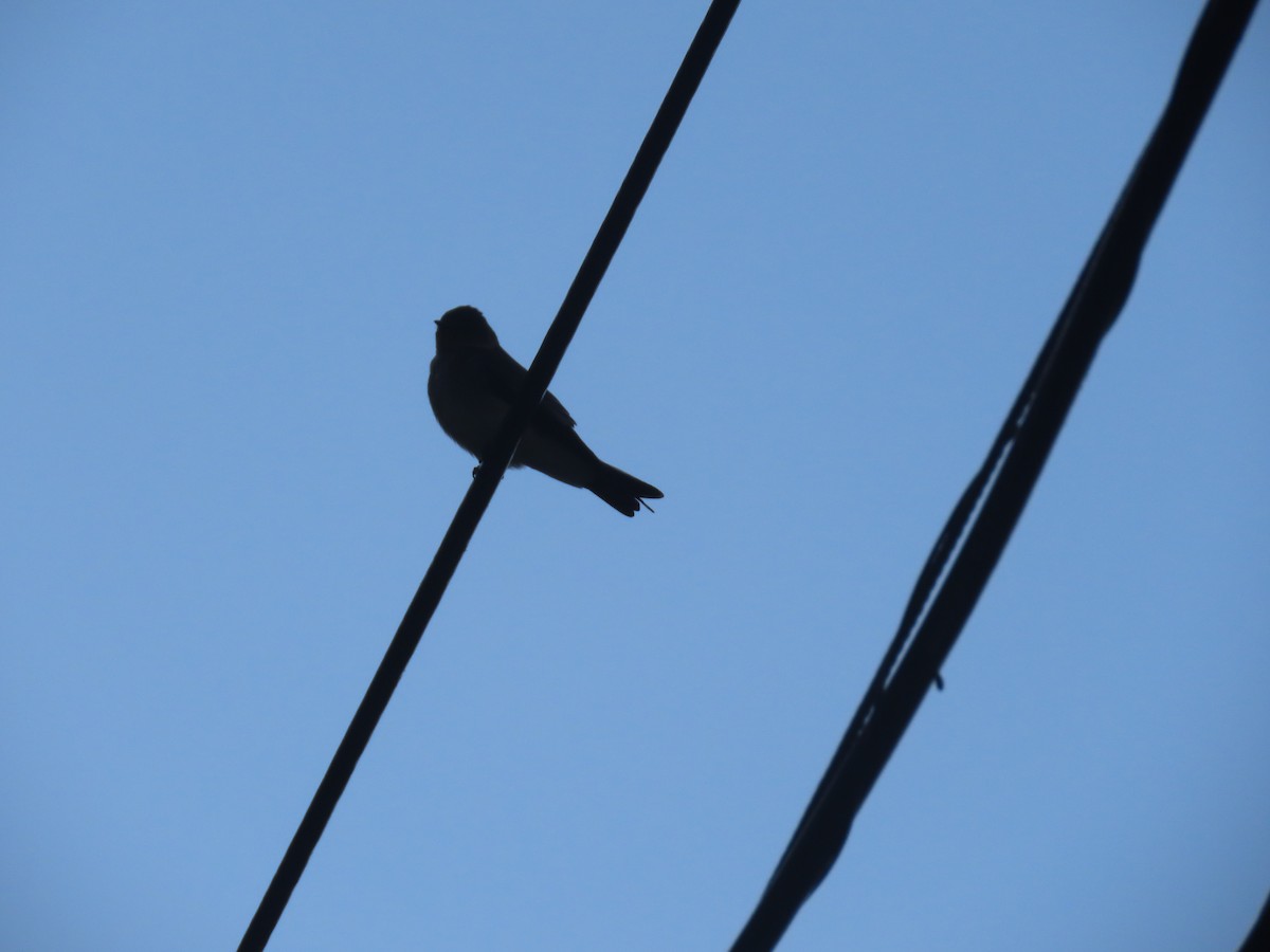 Southern Rough-winged Swallow - ML643976772