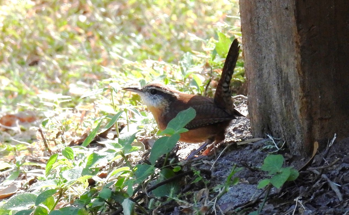 Carolina Wren - ML643976773