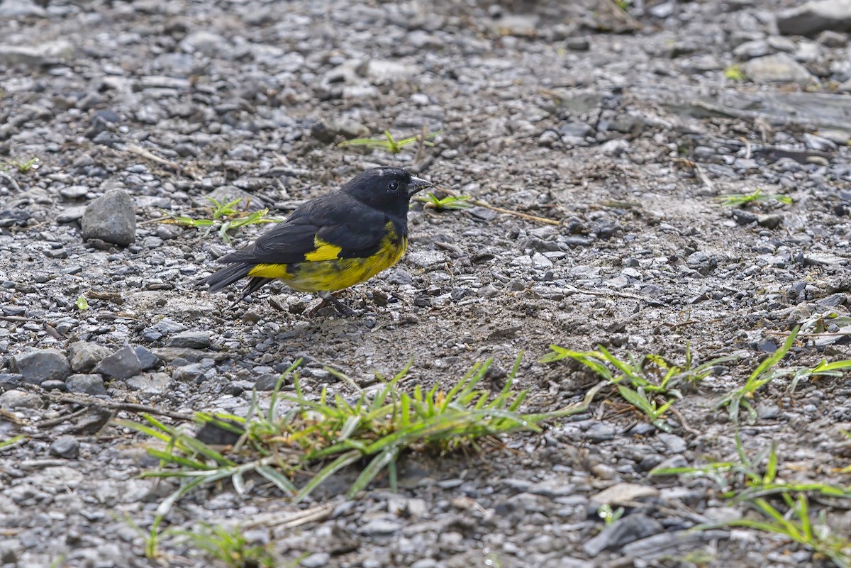 Yellow-bellied Siskin - ML643976777