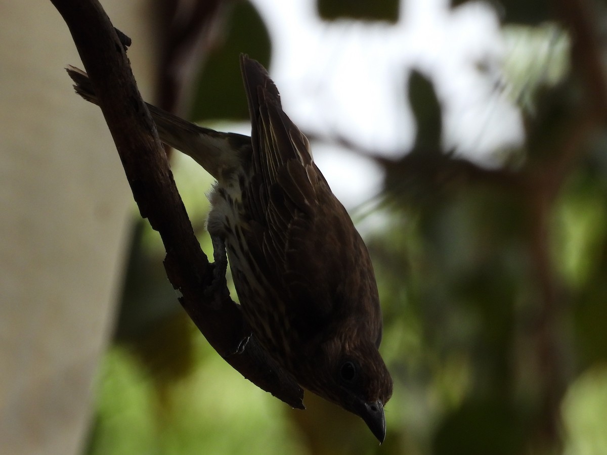 Australasian Figbird - ML643976793