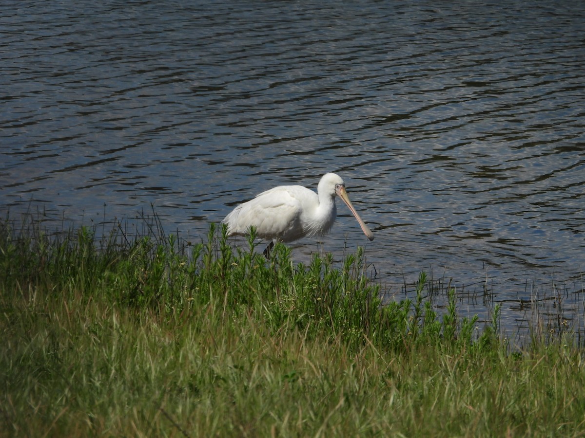 Yellow-billed Spoonbill - ML643976796