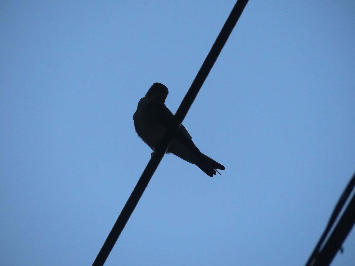 Southern Rough-winged Swallow - ML643976800