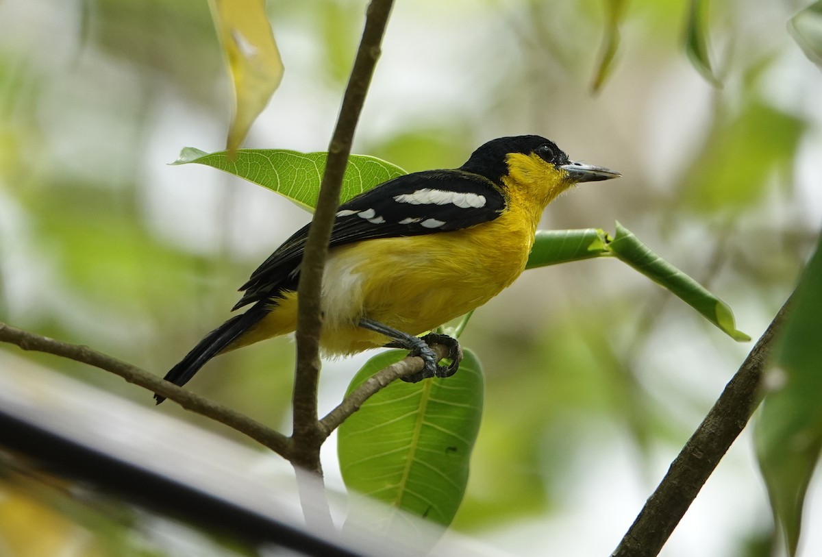 Petit Iora - ML643976826