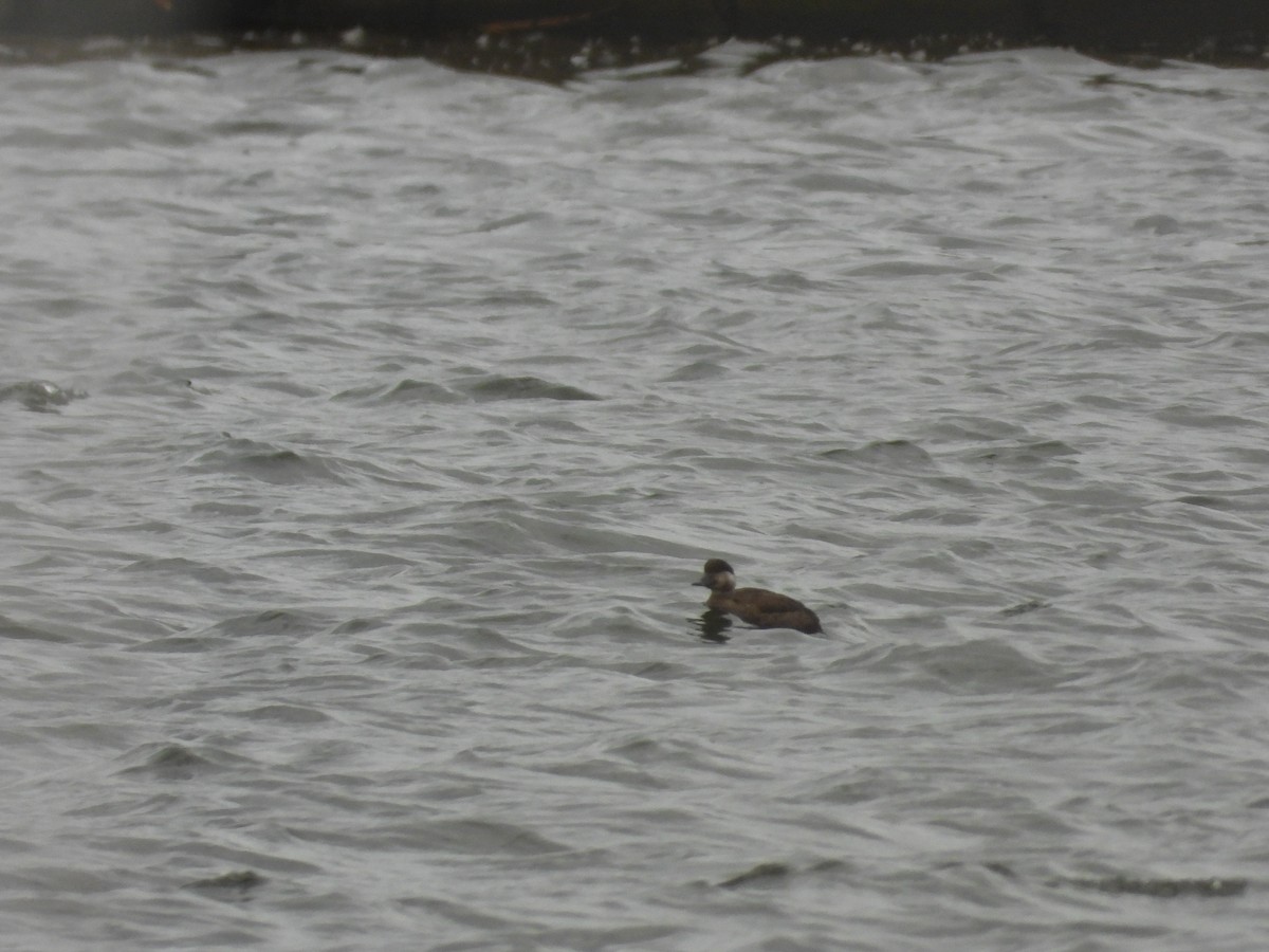 Common Scoter - ML643976828