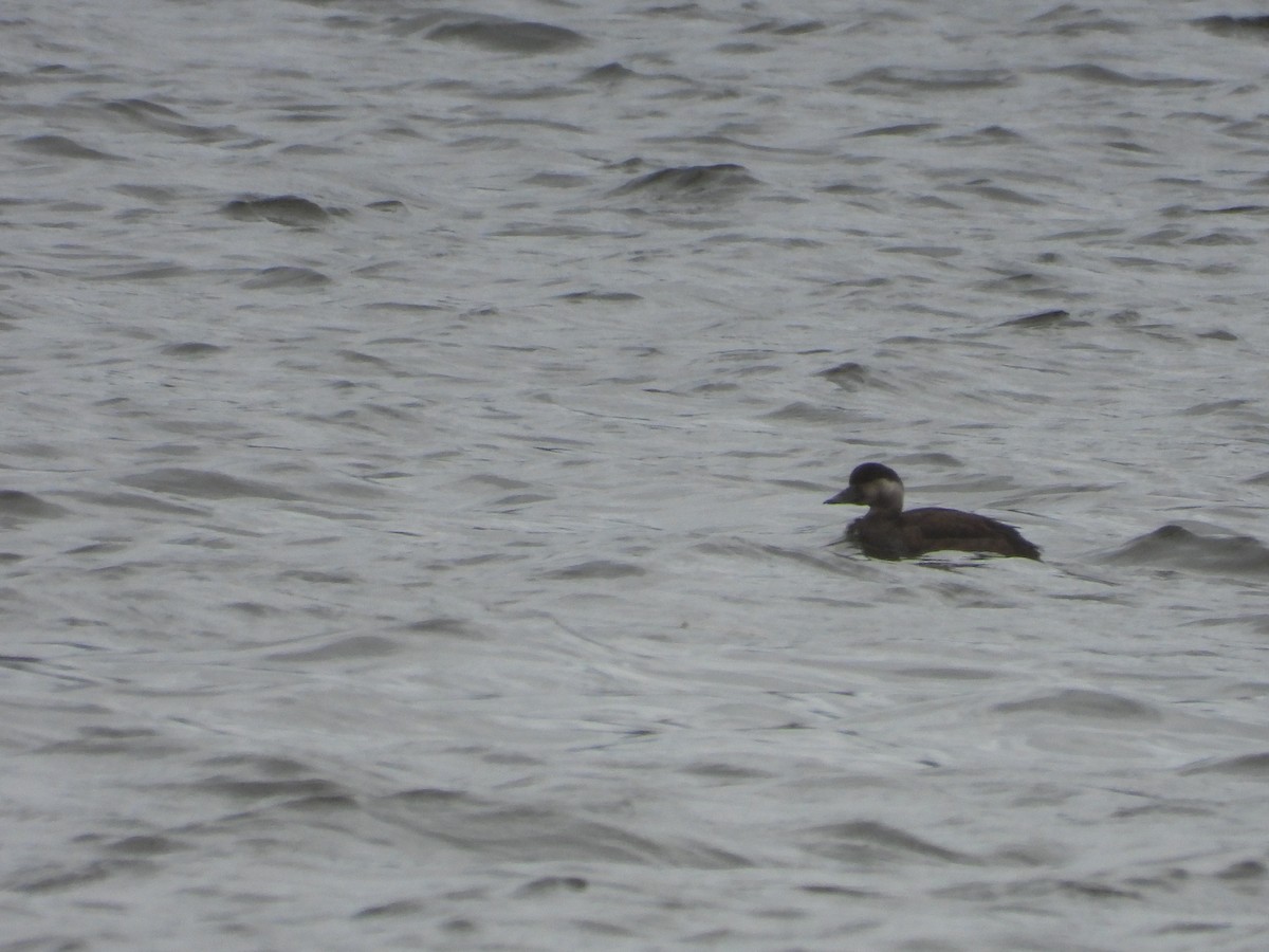 Common Scoter - ML643976833