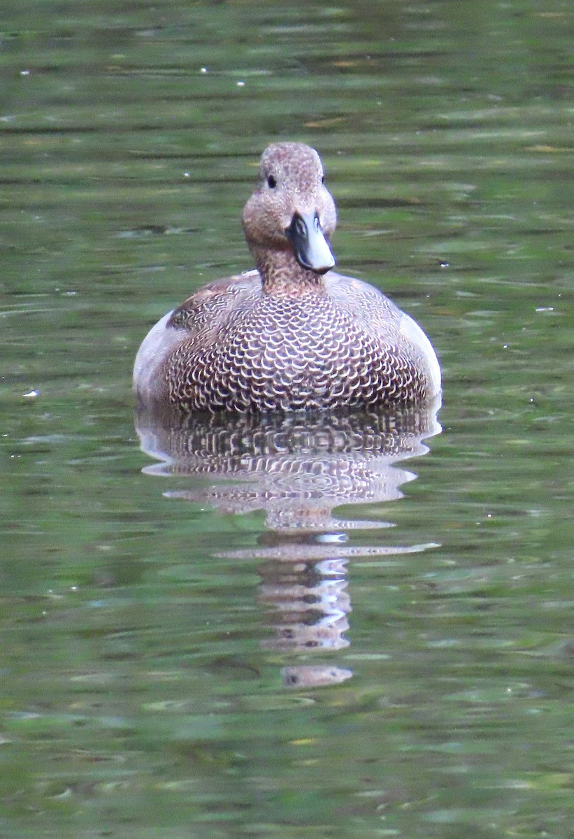 Gadwall - ML643976837