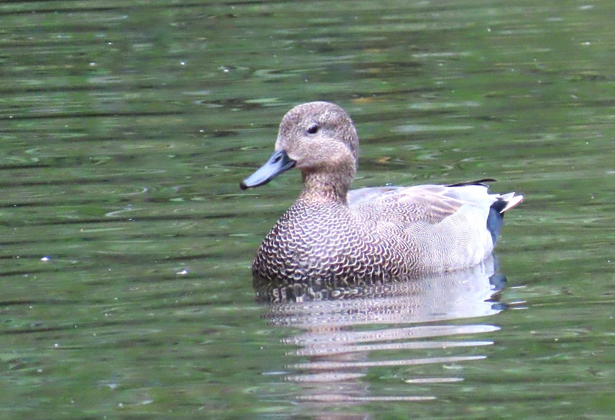 Gadwall - ML643976838