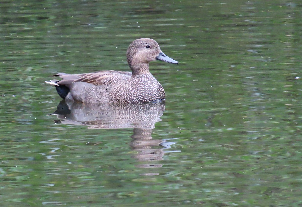 Gadwall - ML643976839