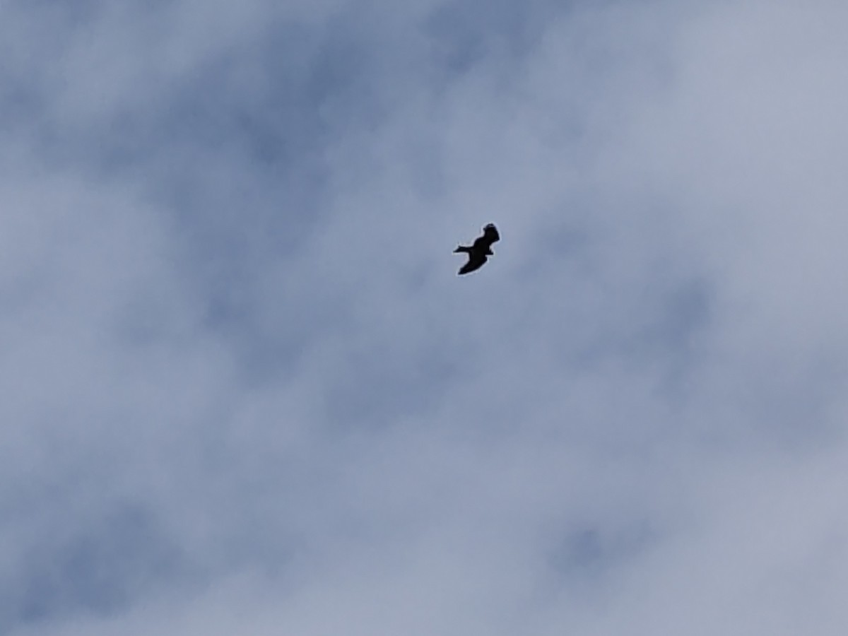 דיה שחורה (מערבית) - ML643976843