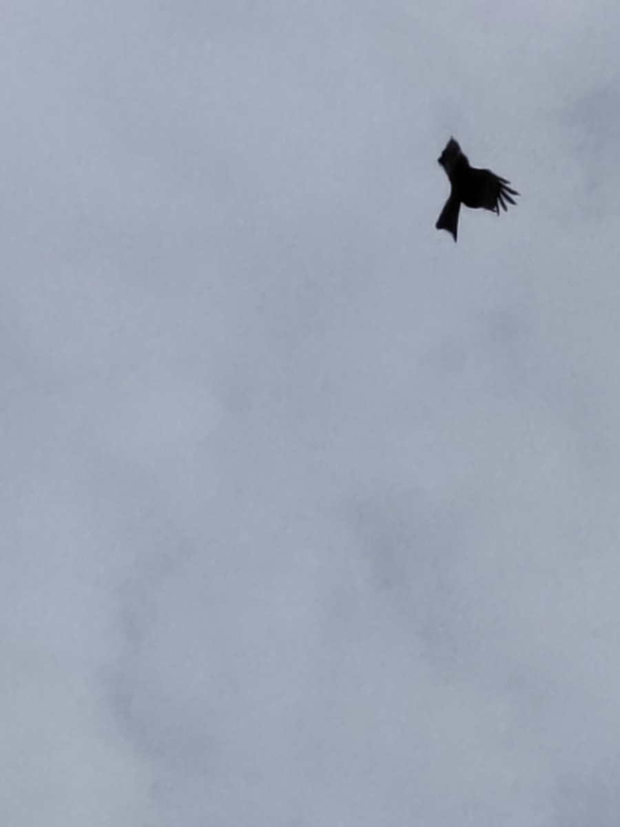 דיה שחורה (מערבית) - ML643976844