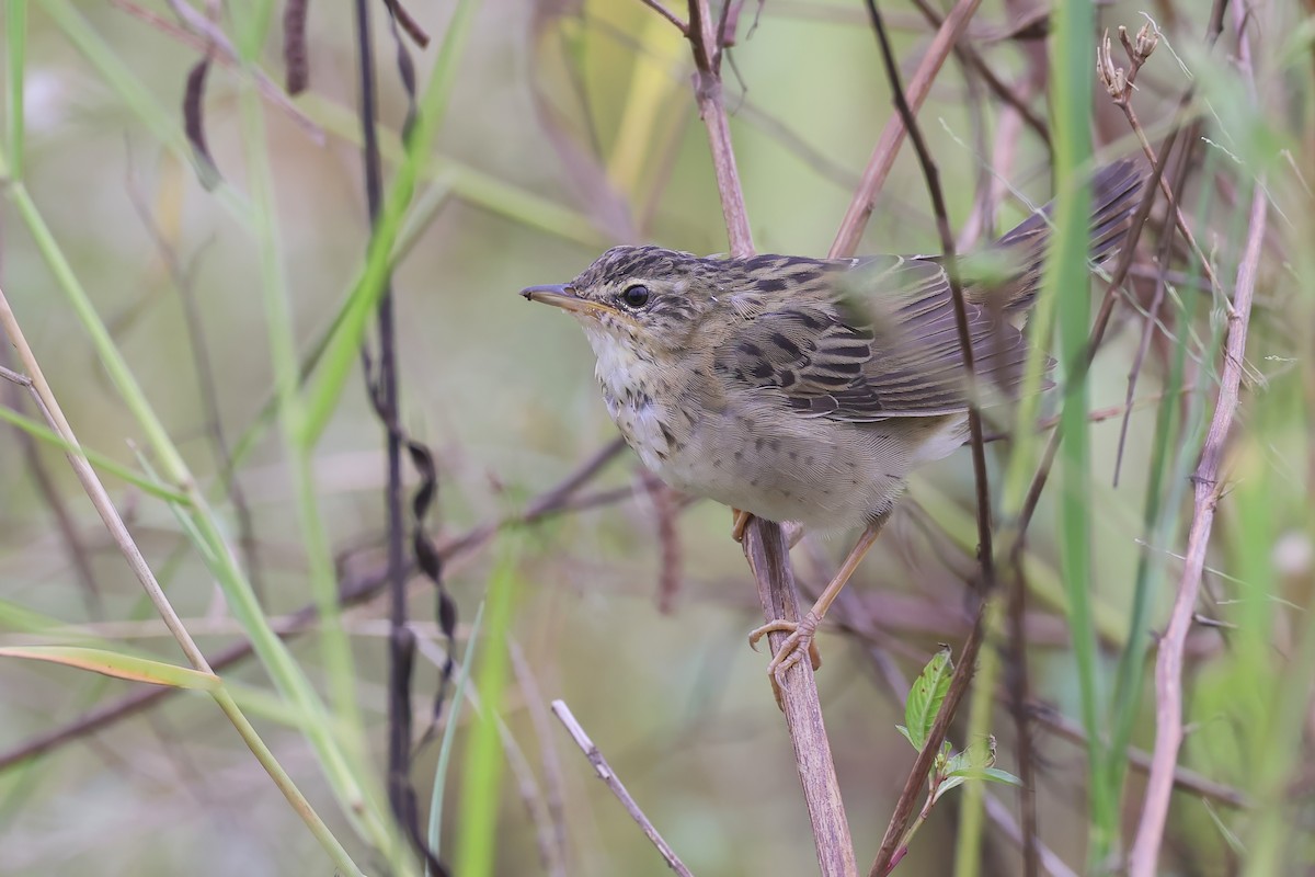 シベリアセンニュウ - ML643976859