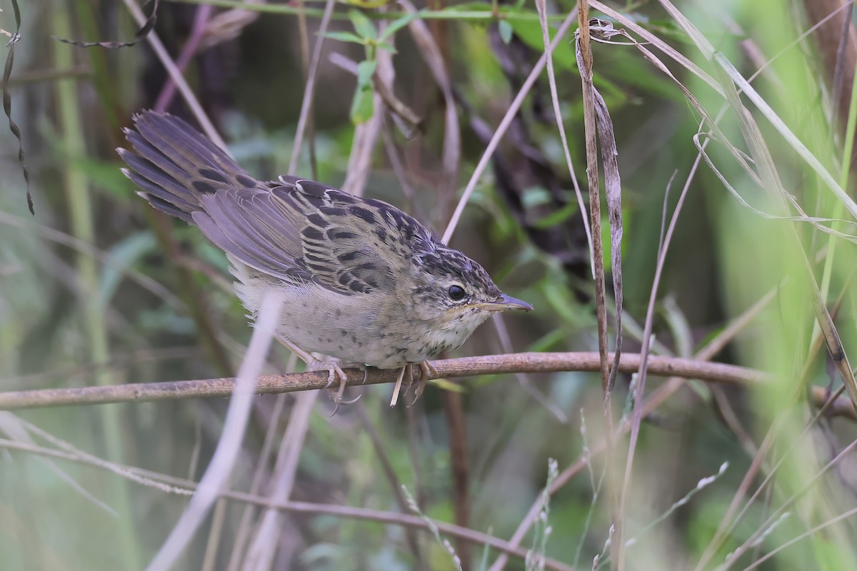シベリアセンニュウ - ML643976868