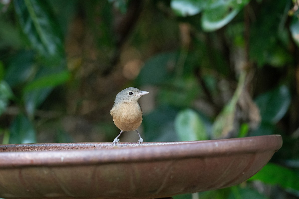 Little Shrikethrush (Rufous) - ML643976877