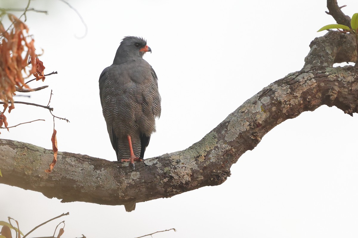 Dark Chanting-Goshawk - ML643976917
