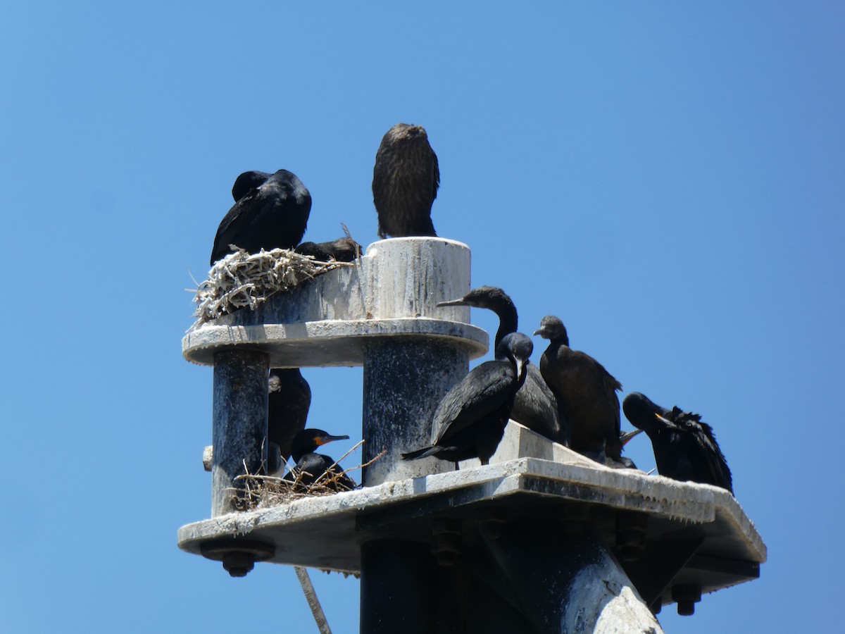 Cape Cormorant - ML643976918