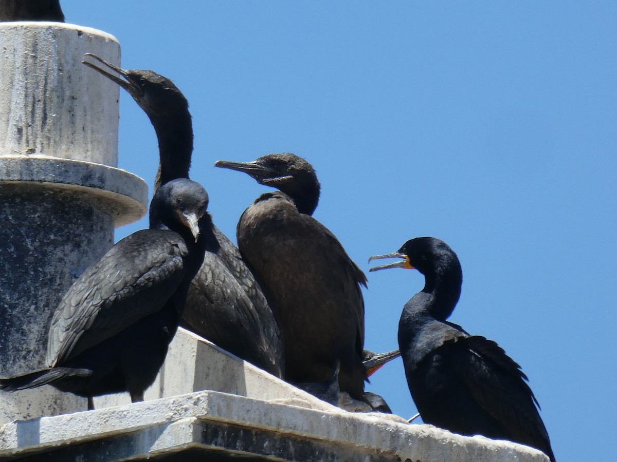 Cape Cormorant - ML643976919