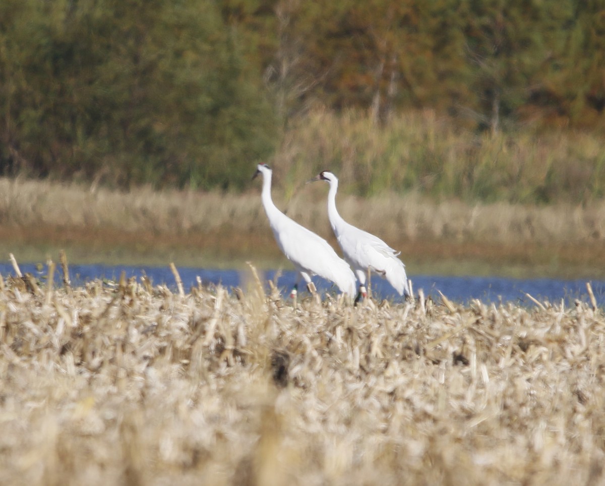 Kurrilo zuria - ML643976924