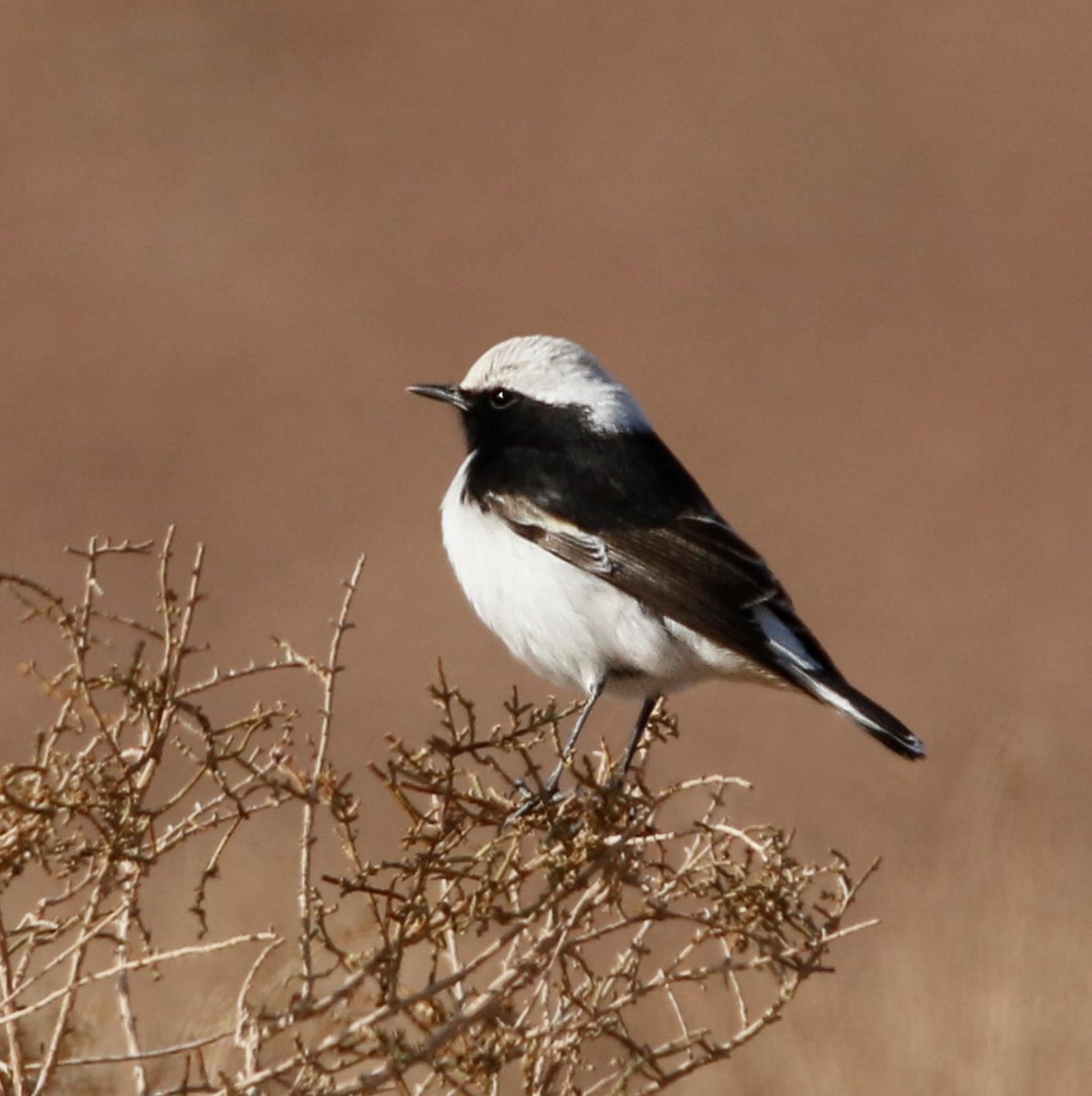 Mourning Wheatear (Maghreb) - ML643976930