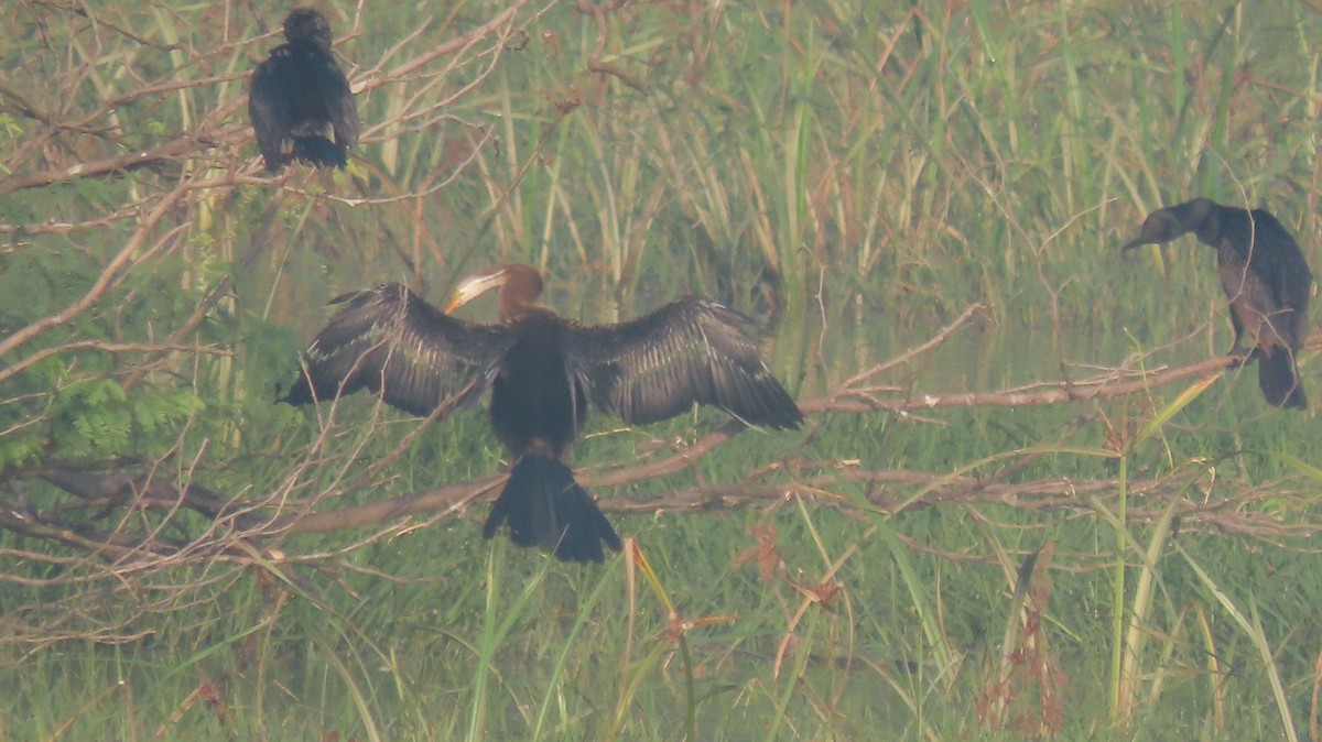 Oriental Darter - ML643976937