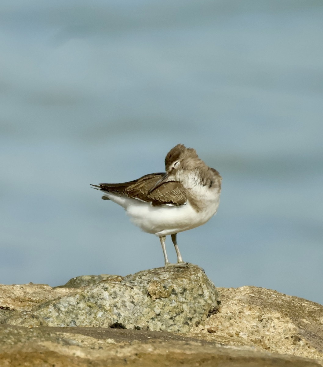 Common Sandpiper - ML643976943