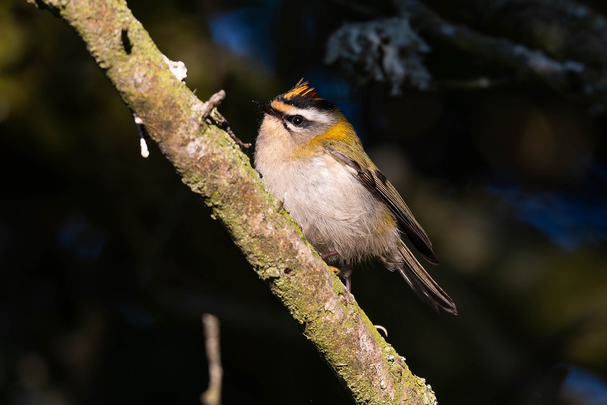 Common Firecrest - ML643976965