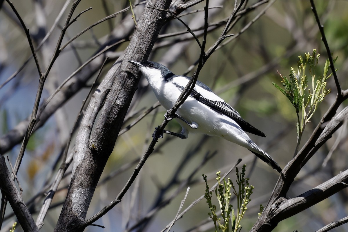 White-winged Triller - ML643976968