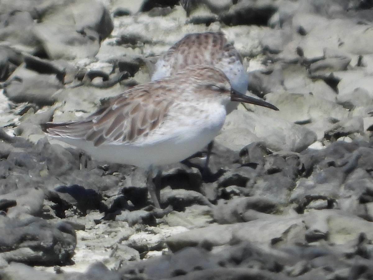 Грязовик - ML643976979