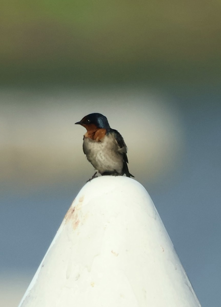 Pacific Swallow - ML643976997