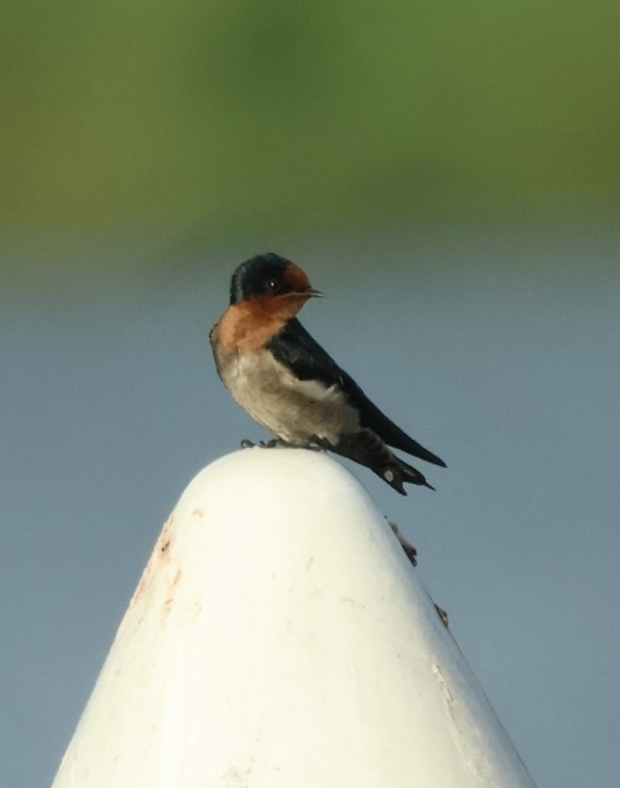 Pacific Swallow - ML643976998