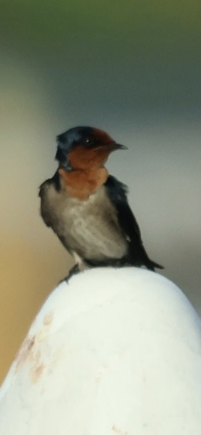 Pacific Swallow - ML643976999