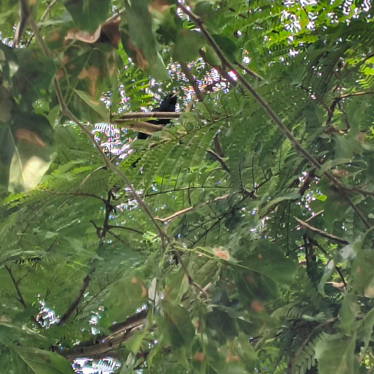 Common Myna - ML643977034