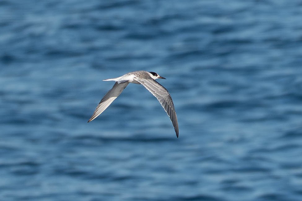 Common Tern - ML643977074