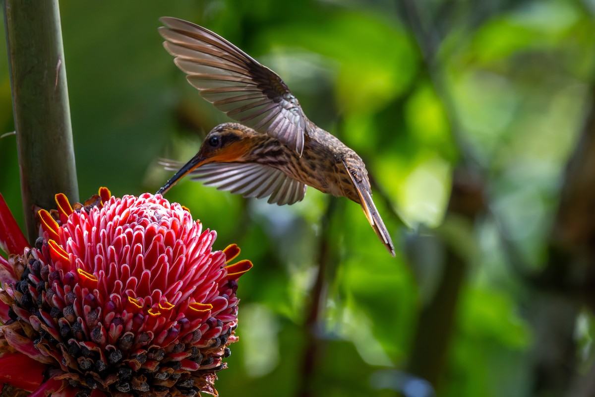 Saw-billed Hermit - ML643977114