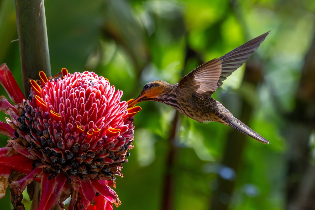 Saw-billed Hermit - ML643977115