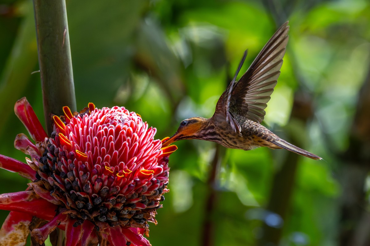 Saw-billed Hermit - ML643977117