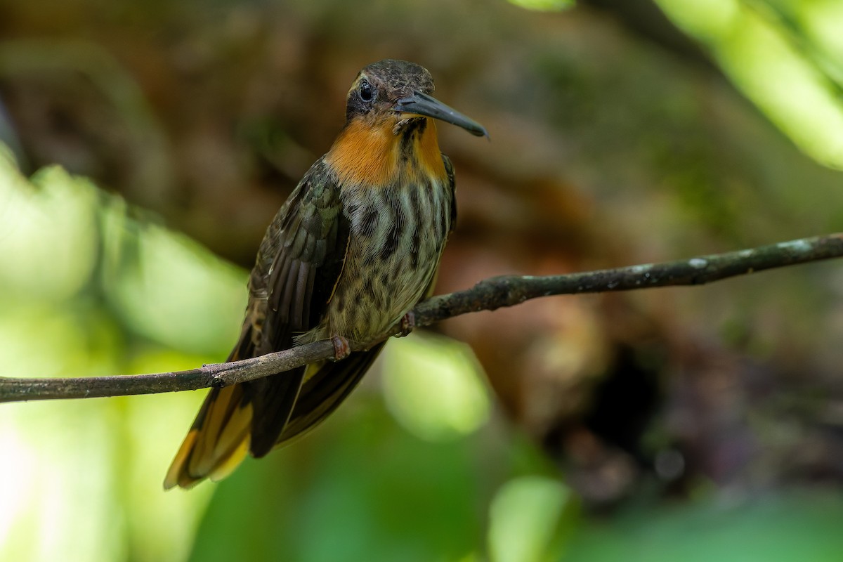 Saw-billed Hermit - ML643977118