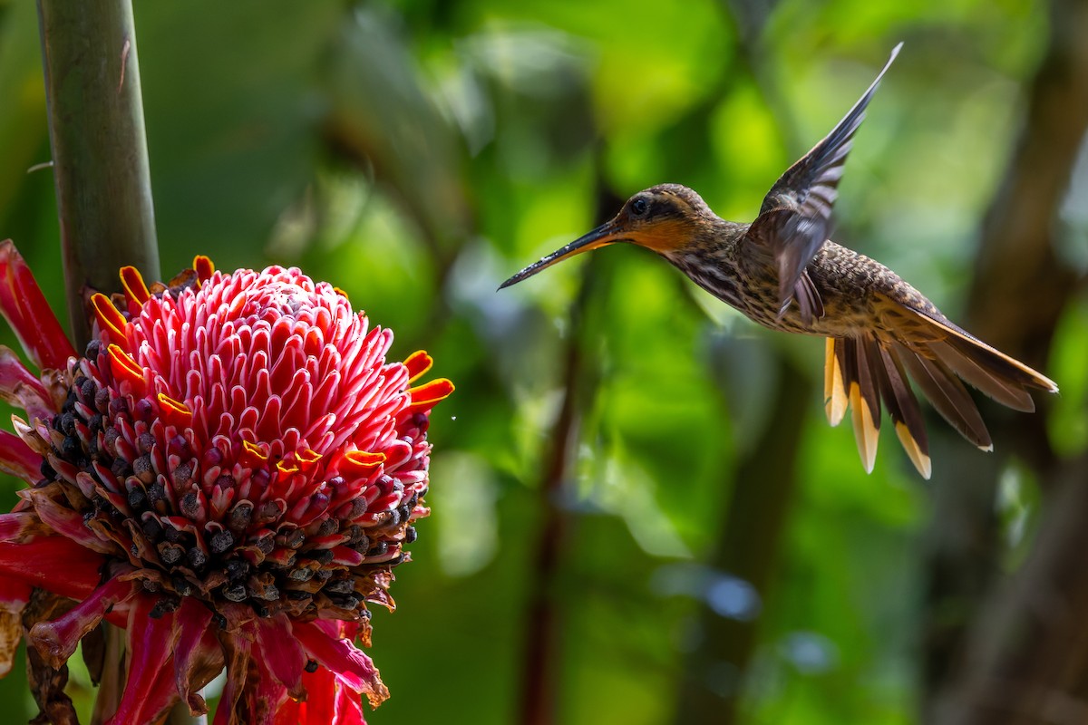 Saw-billed Hermit - ML643977119