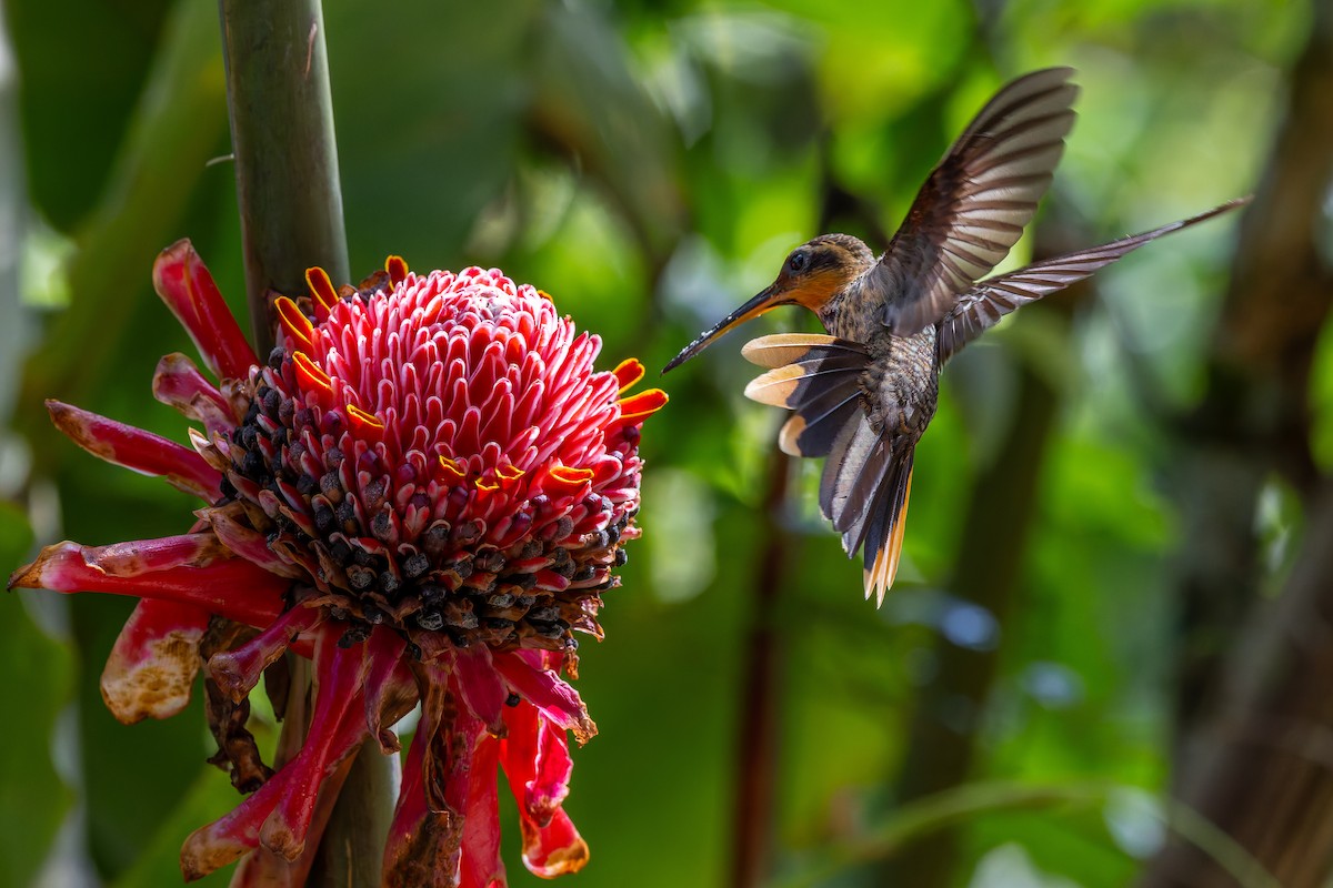 Saw-billed Hermit - ML643977121