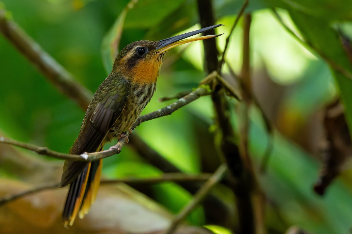 Saw-billed Hermit - ML643977122