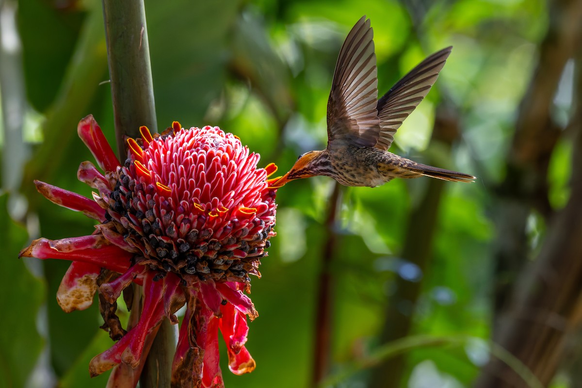 Saw-billed Hermit - ML643977123