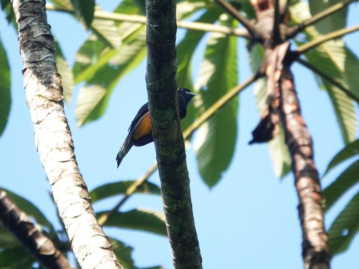 Amazonian Trogon - ML643977141