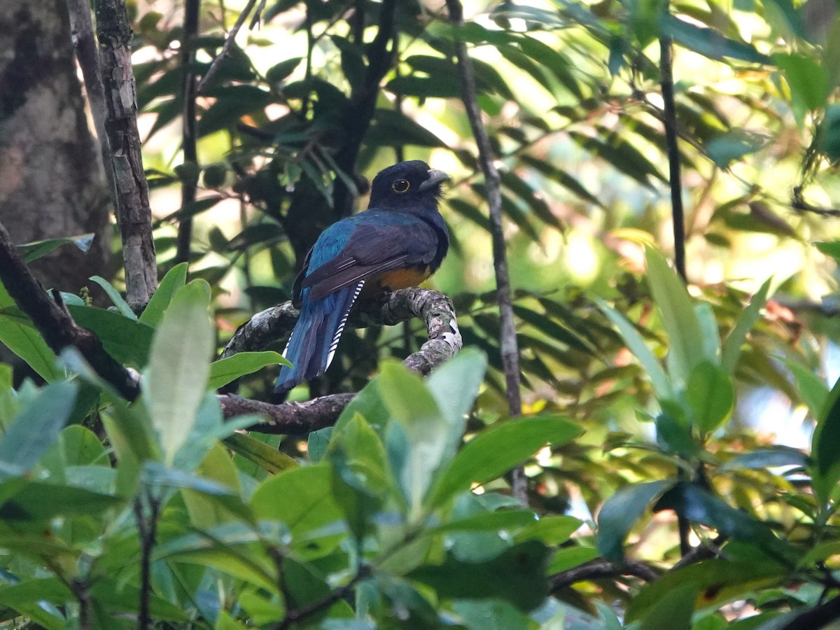Amazonian Trogon - ML643977142