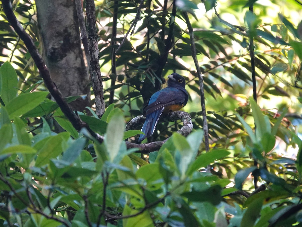 Amazonian Trogon - ML643977143