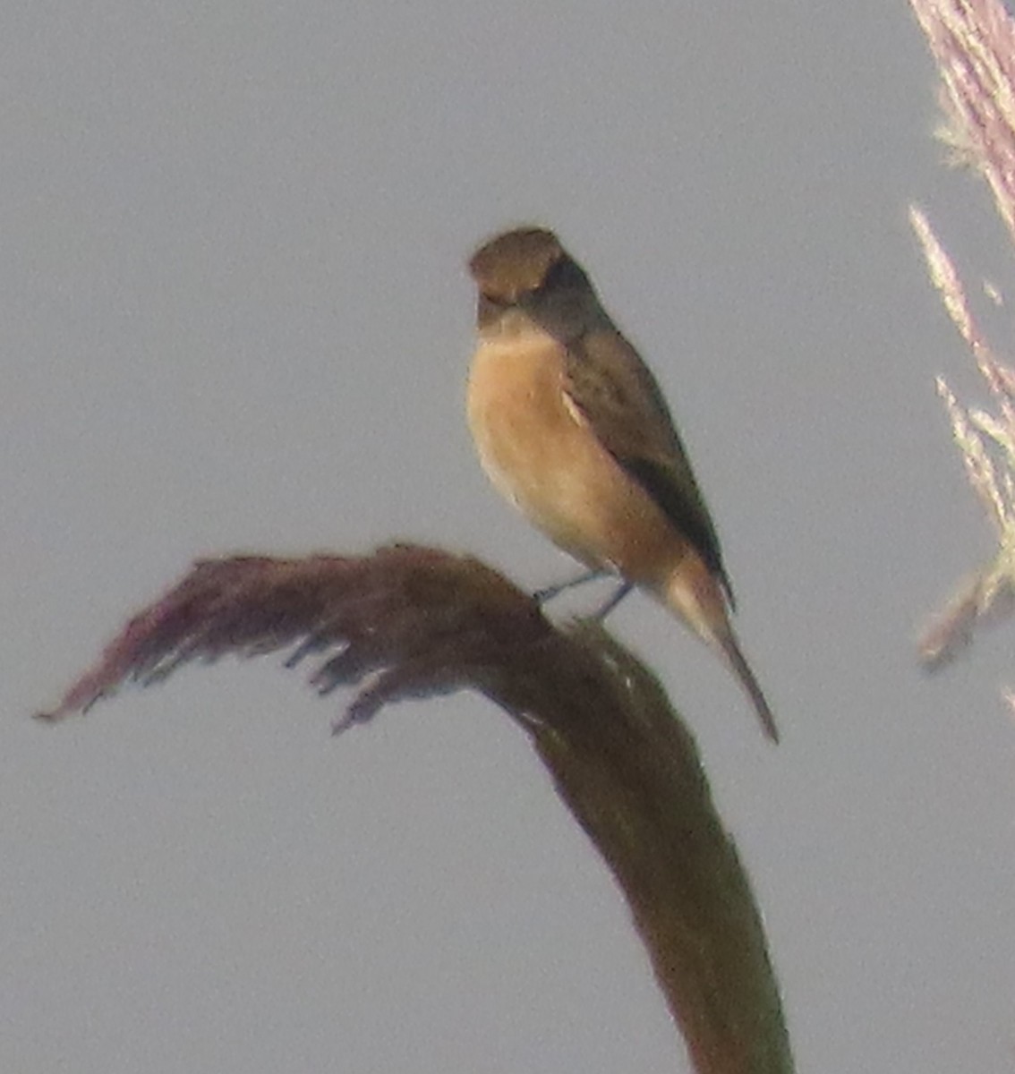 Siberian Stonechat - ML643977147