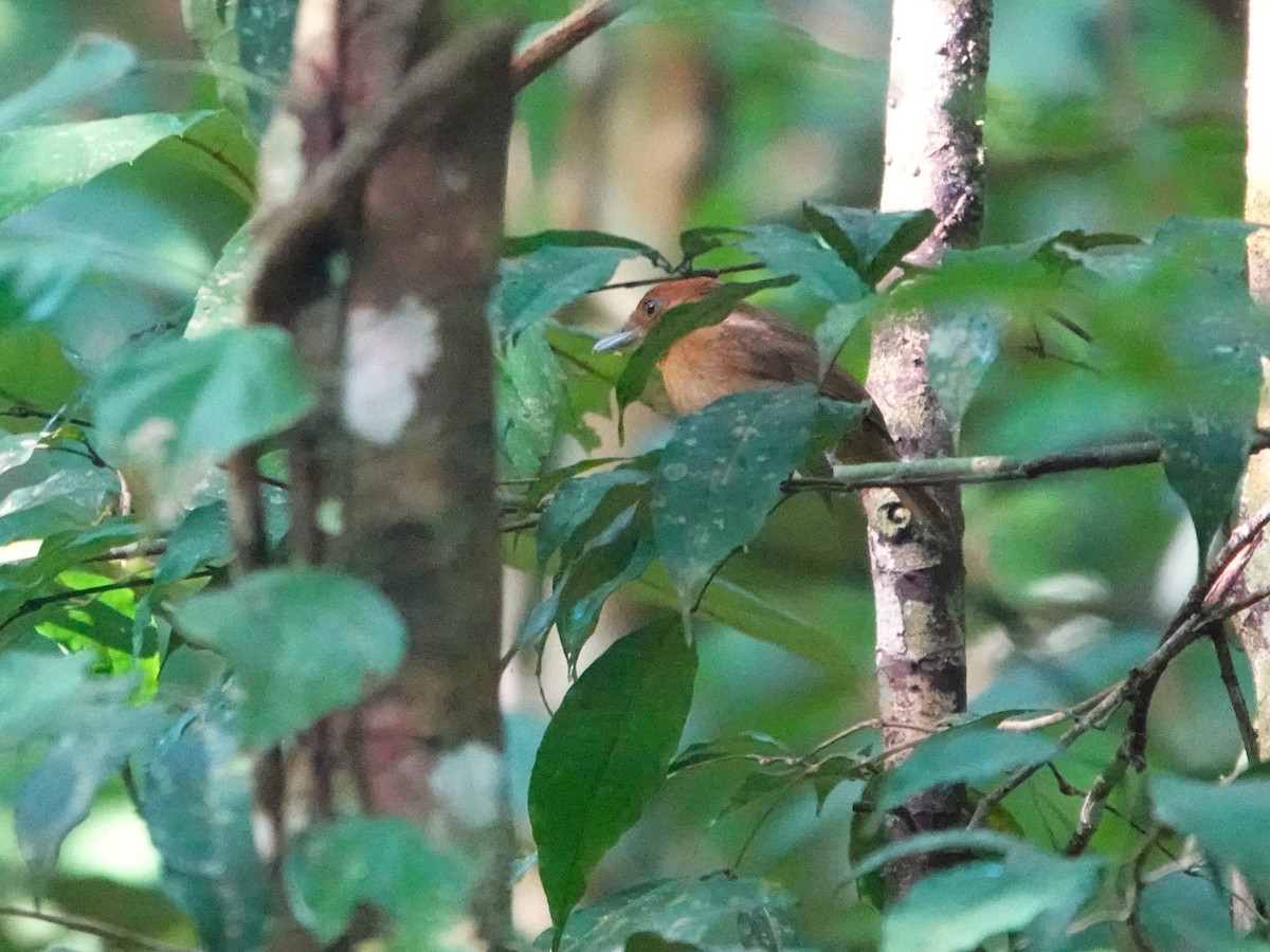 White-shouldered Antshrike - ML643977149