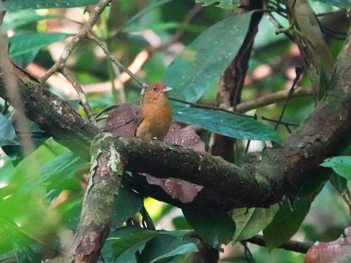 White-shouldered Antshrike - ML643977150